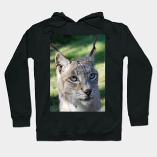 Lynx Hoodie